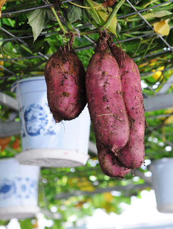 growing yams